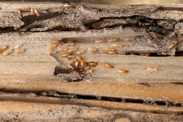 Best Best Pest Control Companies  in St James, MO